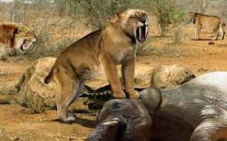 Как выглядел древний саблезубый тигр