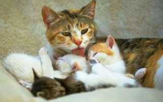 Сколько кошка вынашивает котят, сколько длится беременность
