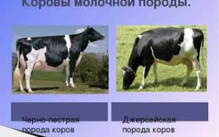 Молочные породы коров: черно-пестрая корова, характеристика
