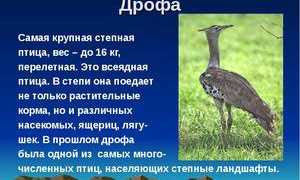 Где обитает степная птица дрофа