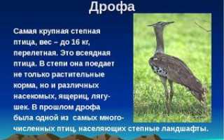 Где обитает степная птица дрофа