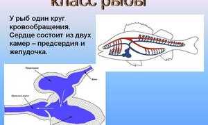 Строение сердца у рыб и его особенности, сколько в нем камер
