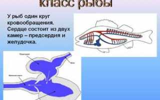 Строение сердца у рыб и его особенности, сколько в нем камер