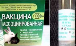 Прививки кроликам :какие и когда делать