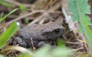 Bufo Bufo — серая или обыкновенная жаба