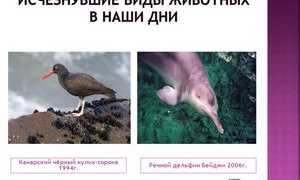 Исчезающие и вымершие виды животных