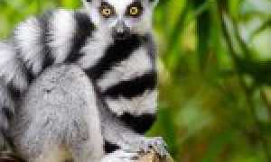 Кошачий кольцехвостый лемур, или катта (Lemur catta)