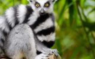 Кошачий кольцехвостый лемур, или катта (Lemur catta)