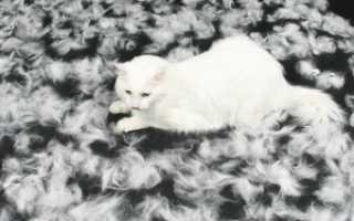 Что делать если кошка сильно линяет?