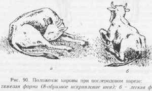 Послеродовой парез у коров: причины, лечение и профилактика болезни