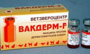Инструкция по применению Вакдерм для кошек и собак