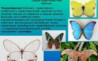 Бабочка адмирал: описание, вешний вид, характеристика вида