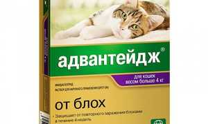 Адвантейдж: инструкция по применению для кошек