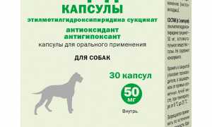 Эмицидин для собак: инструкция по применению