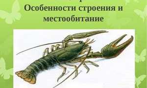 Речной рак-описание внешних и внутренних органов