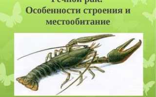 Речной рак-описание внешних и внутренних органов