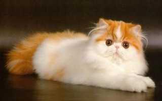 Персидские кошки и коты: описание породы и правила содержания