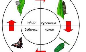 Сколько живут бабочки: продолжительность жизни всех циклов