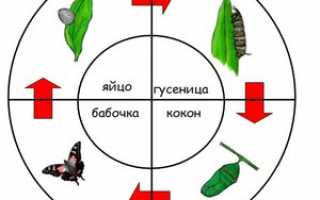 Сколько живут бабочки: продолжительность жизни всех циклов