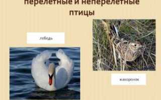 Перелетные и неперелетные птицы: описание и отличия
