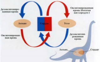У каких земноводных трехкамерное сердце?