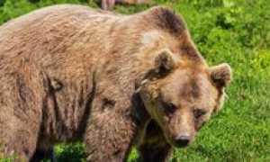 Какую максимальную скорость может развивать медведь при беге?