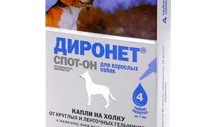 Эффективные средства от глистов для кошек: таблетки и капли