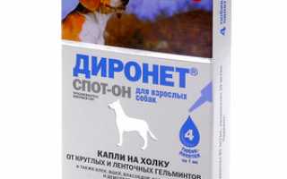 Эффективные средства от глистов для кошек: таблетки и капли