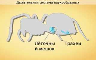 Внешнее строение паука. Особые способности выживать