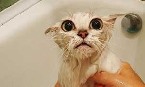 Почему кошки боятся воды: основные причины и как с этим бороться