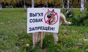 Правила выгула собак в общественных местах
