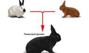 Как разводить кроликов от рождения до забоя