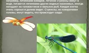 Стрекоза: описание, чем питается, где спит и сколько живет
