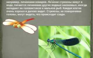 Стрекоза: описание, чем питается, где спит и сколько живет