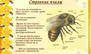 В чем заключаются отличия пчел от ос