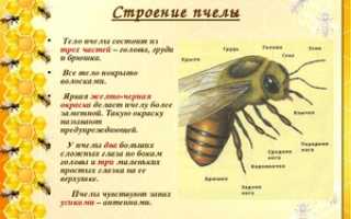 В чем заключаются отличия пчел от ос