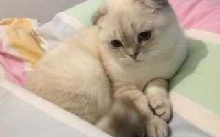 Чем кормить котёнка в 2 месяца?