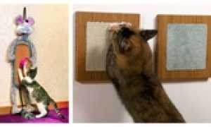 Как приучить котёнка к когтеточке