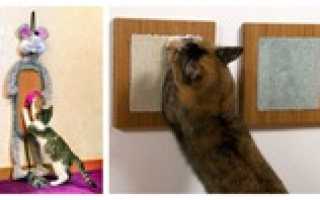 Как приучить котёнка к когтеточке