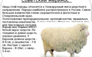 Описание мясных пород овец в России