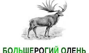 Описание большерогого ирландского оленя