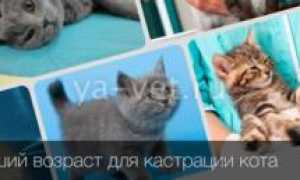 В каком возрасте лучше кастрировать кота