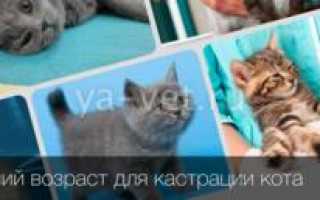 В каком возрасте лучше кастрировать кота