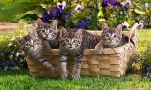 6 вариантов куда деть кота или кошку, если они не нужны