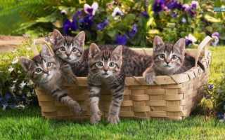 6 вариантов куда деть кота или кошку, если они не нужны