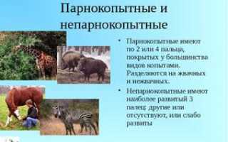 Парнокопытные животные: класс жвачных