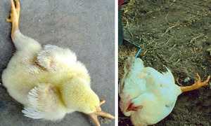 Почему бройлеры падают на ноги?