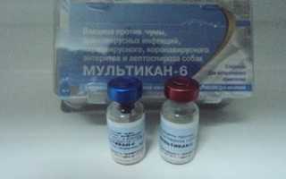 Вакцина Мультикан 8 для собак: инструкция по применению