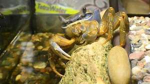 Размножение радужных крабов в неволе