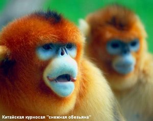 Характеристики пород обезьян